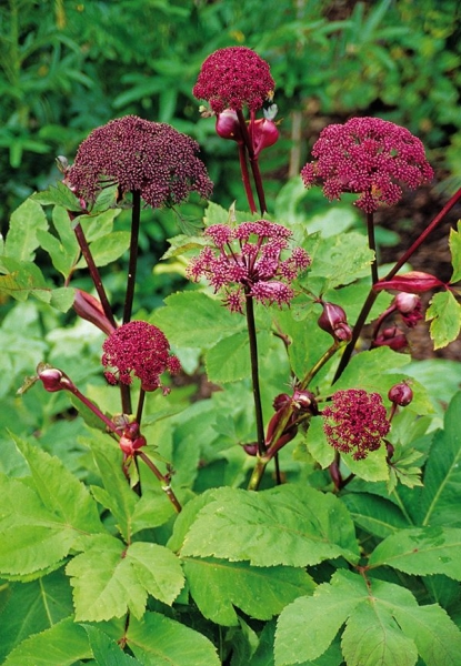 Angelica 'Gigas'